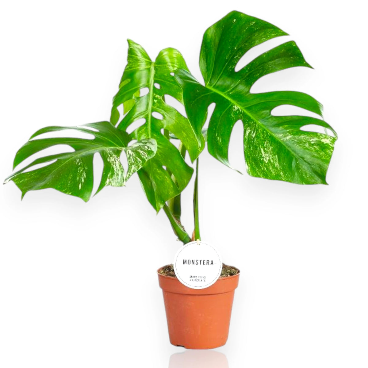 Monstera deliciosa variegata in vaso, foglie fenestrate con variegature bianco-crema