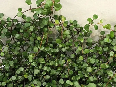 Muehlenbeckia complexa