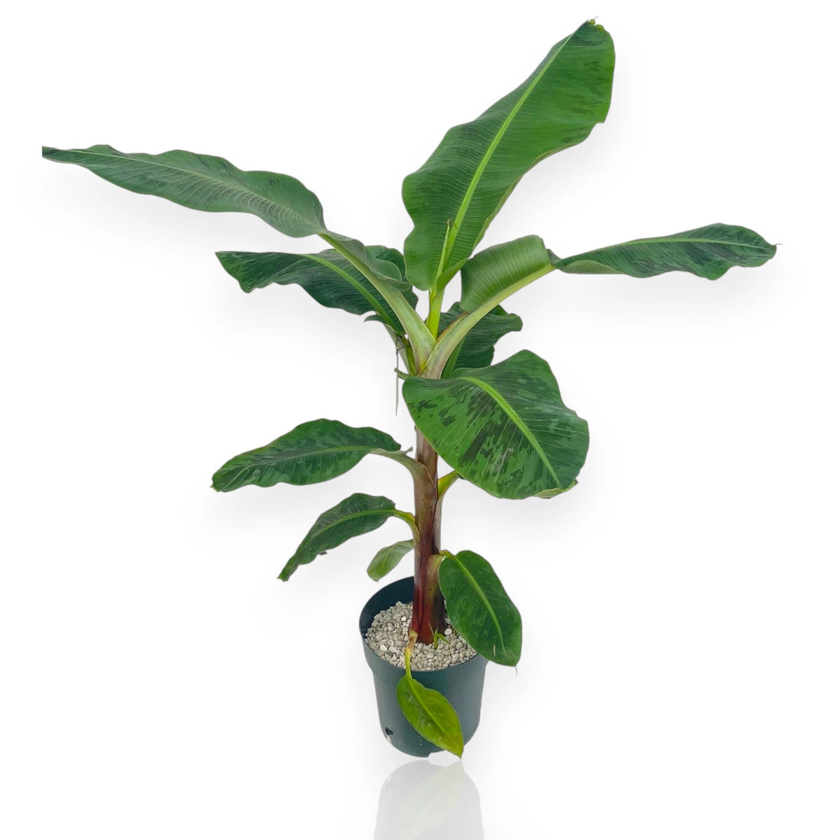 Musa Dwarf Cavendish banano nano da appartamento con grandi foglie verdi in vaso