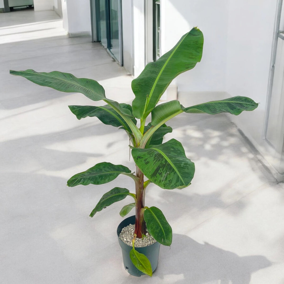 Musa 'Dwarf Cavendish'