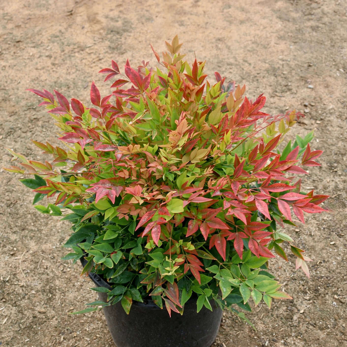Fogliame rosso di Nandina Gulf Stream Rubra