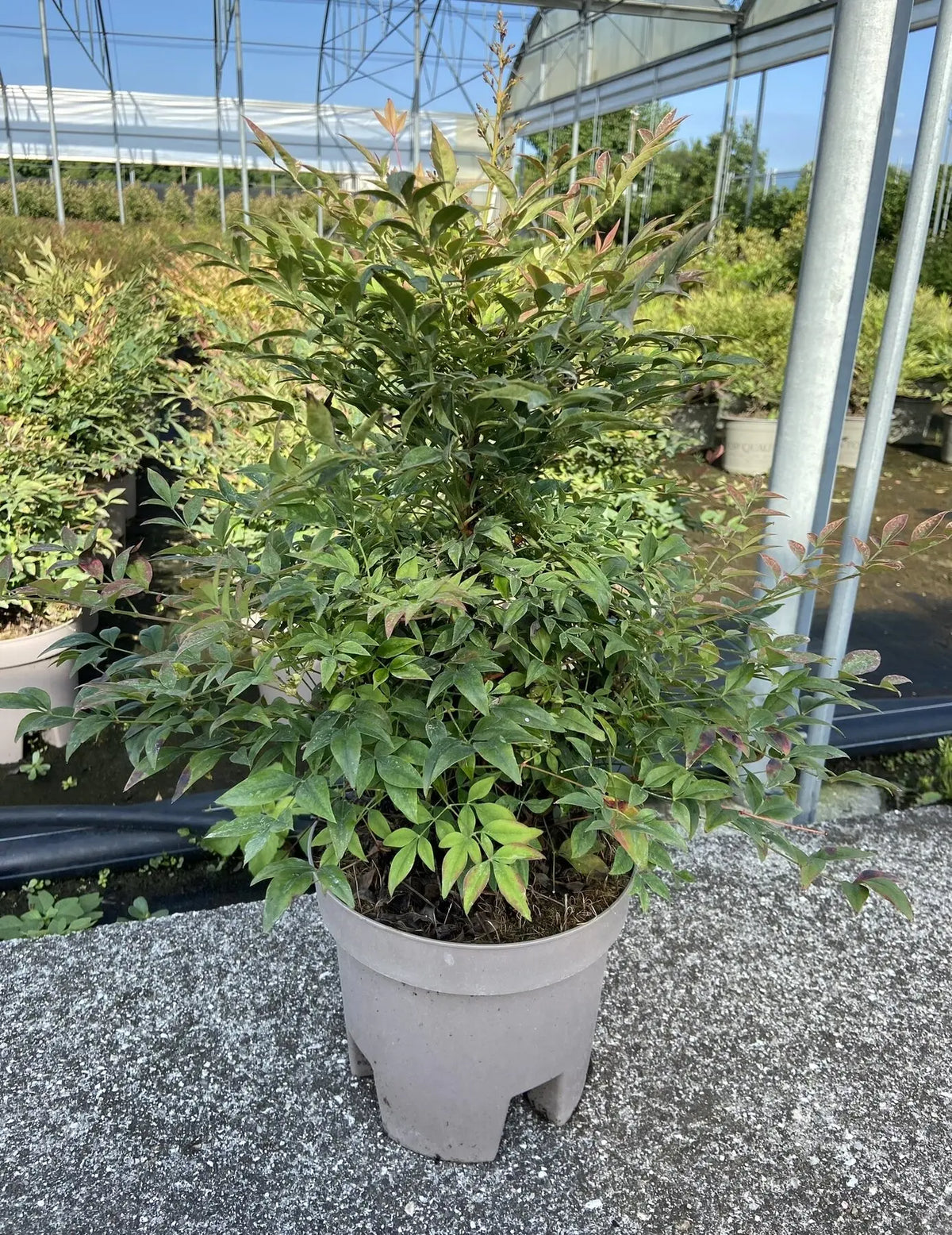 Arbusto compatto di Nandina Gulf Stream Rubra