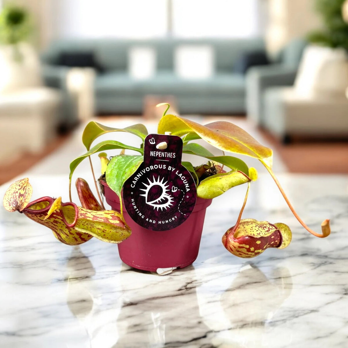 Nepenthes Gaya pianta carnivora da interno con ascidi rosso-verdi penduli in vaso