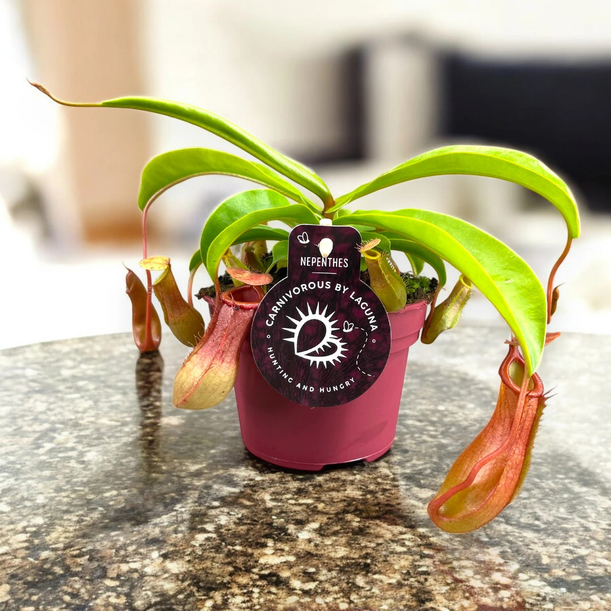 Nepenthes alata