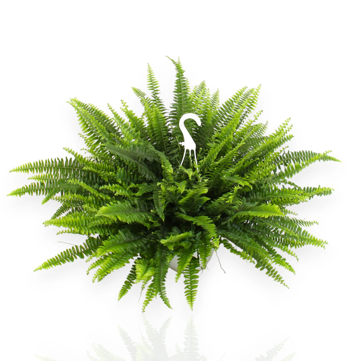 Nephrolepis exaltata Sonata, felce Boston compatta in vaso con fronde verdi