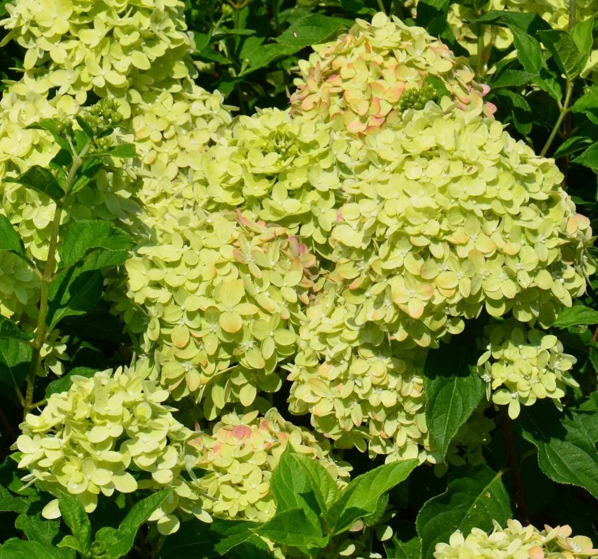 Hydrangea paniculata Little Lime con fiori verde lime in giardino