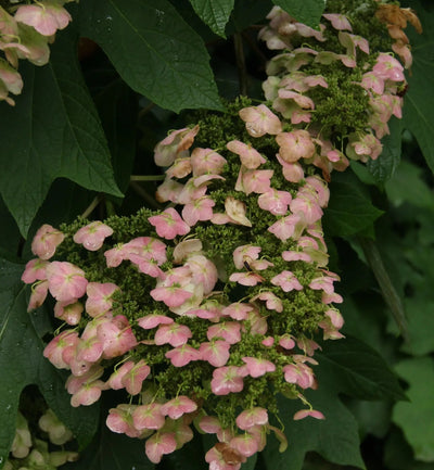 Ortensia - Hydrangea Quercifolia 'Alice'