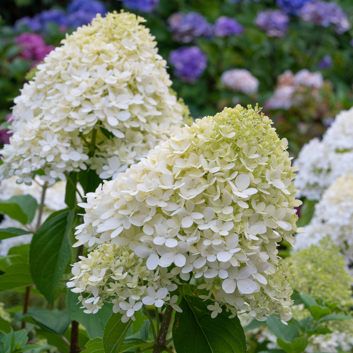 Fiori bianchi di Hydrangea Pixio