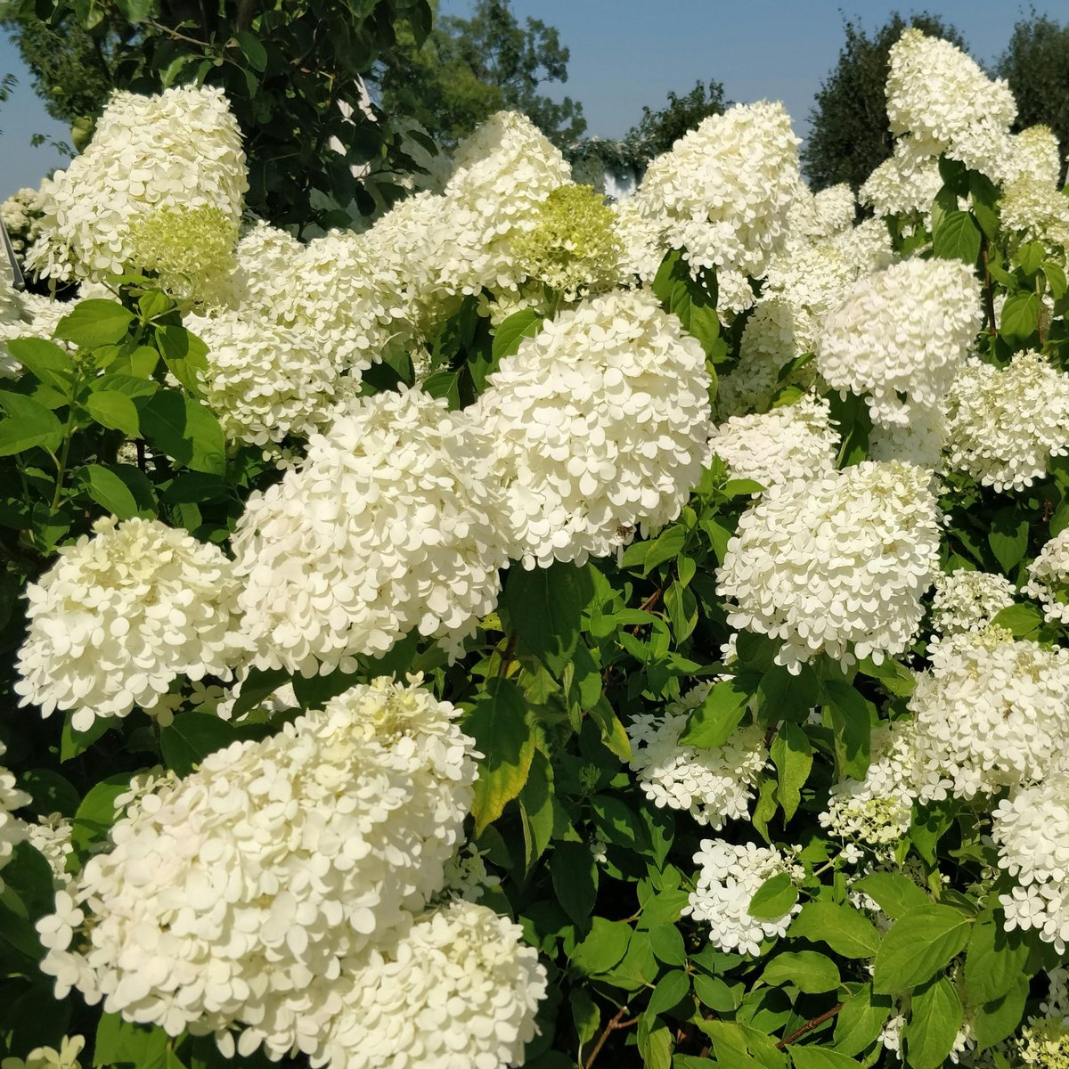 Fiori bianchi di Hydrangea Skyfall