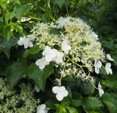 Ortensia Rampicante - Hydrangea anomala subsp. petiolaris