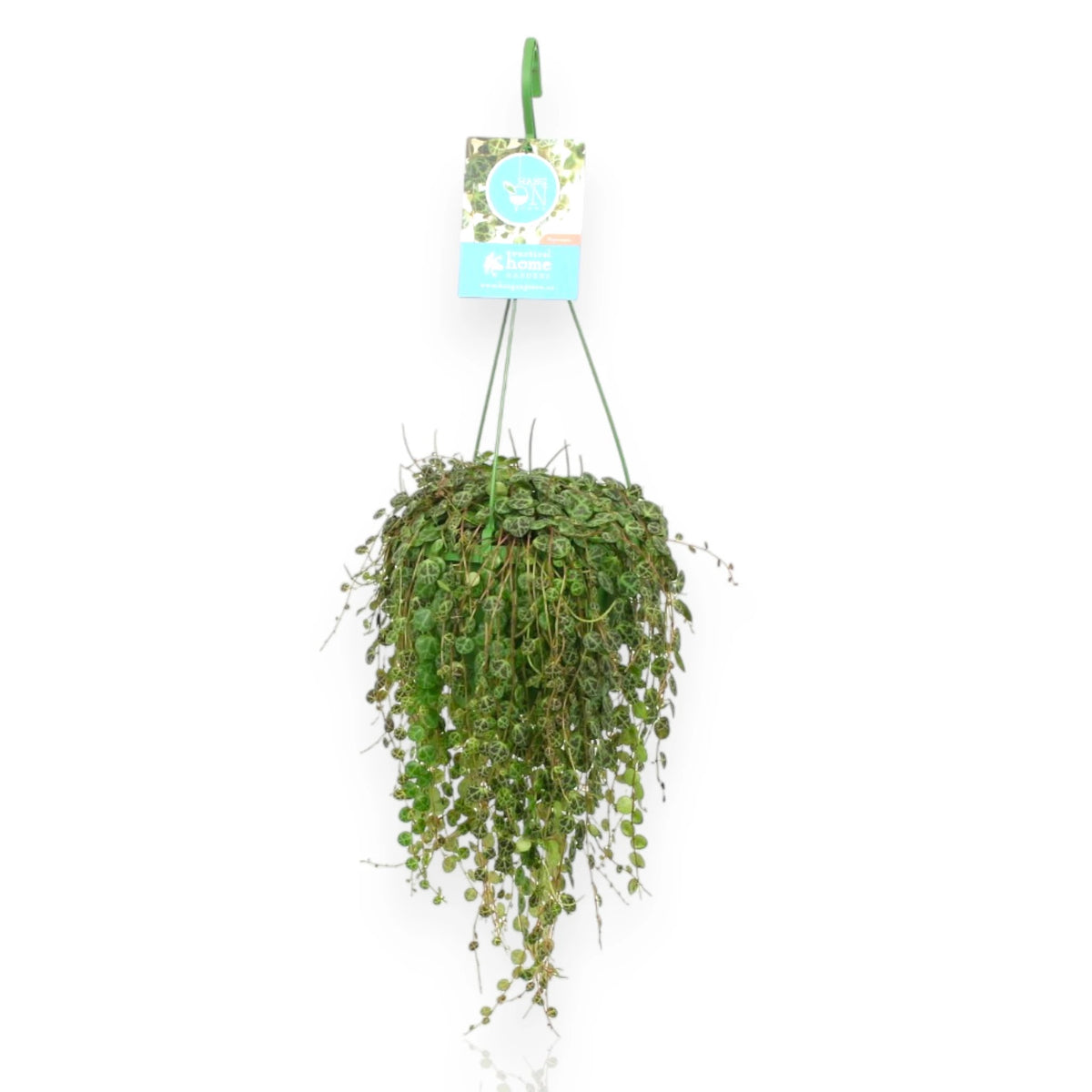 Peperomia prostrata