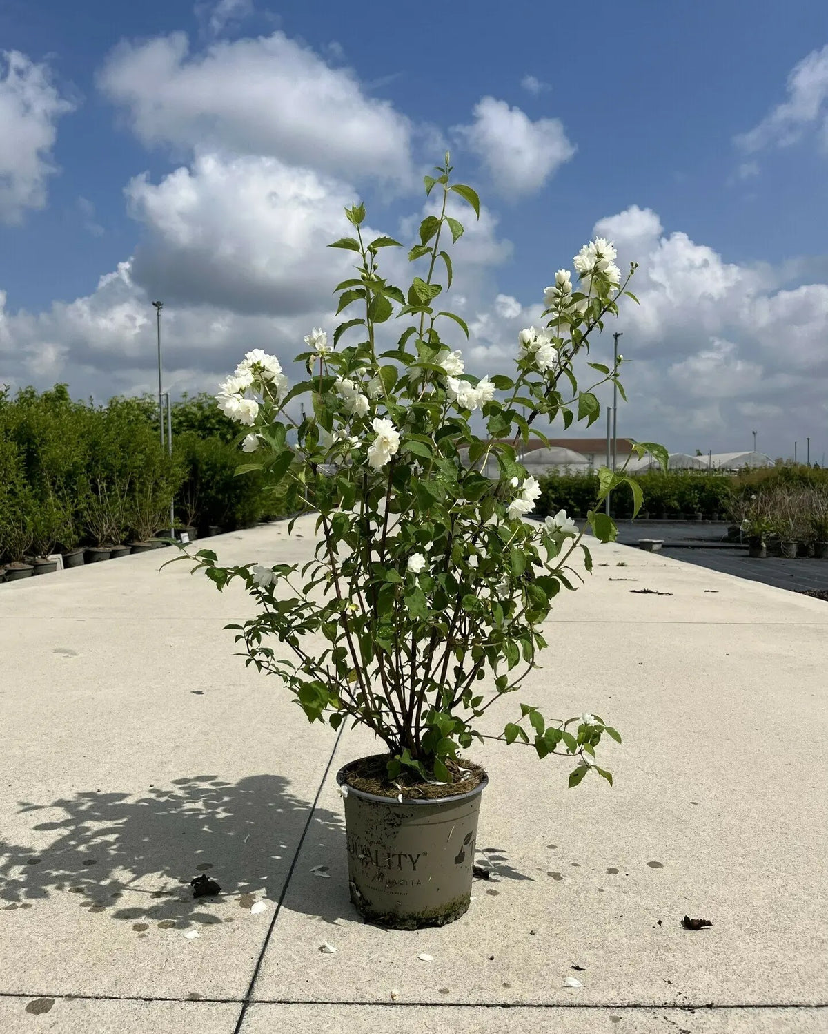 Filadelfo - Philadelphus coronarius 'Virginalis' in vaso