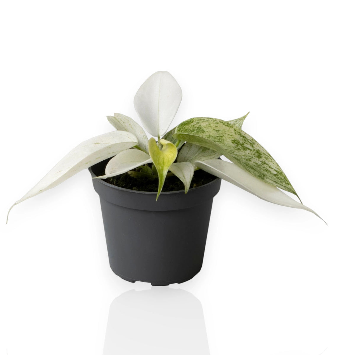 Philodendron Florida Ghost in vaso con foglie bianche e verdi in trasformazione per interni moderni