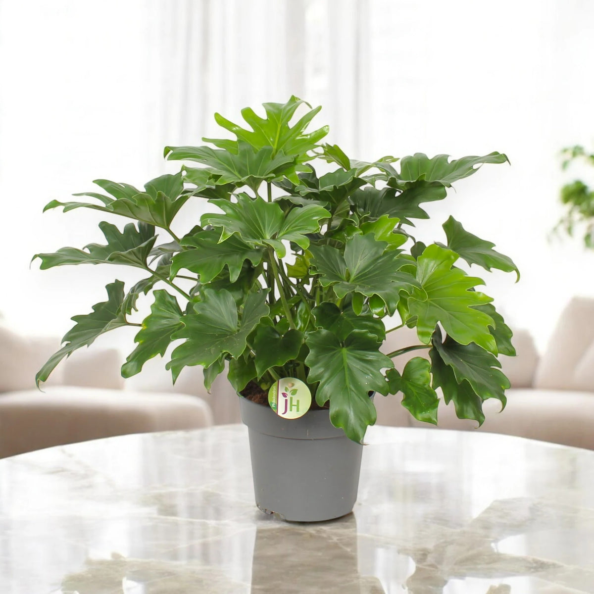 Philodendron 'Little hope'