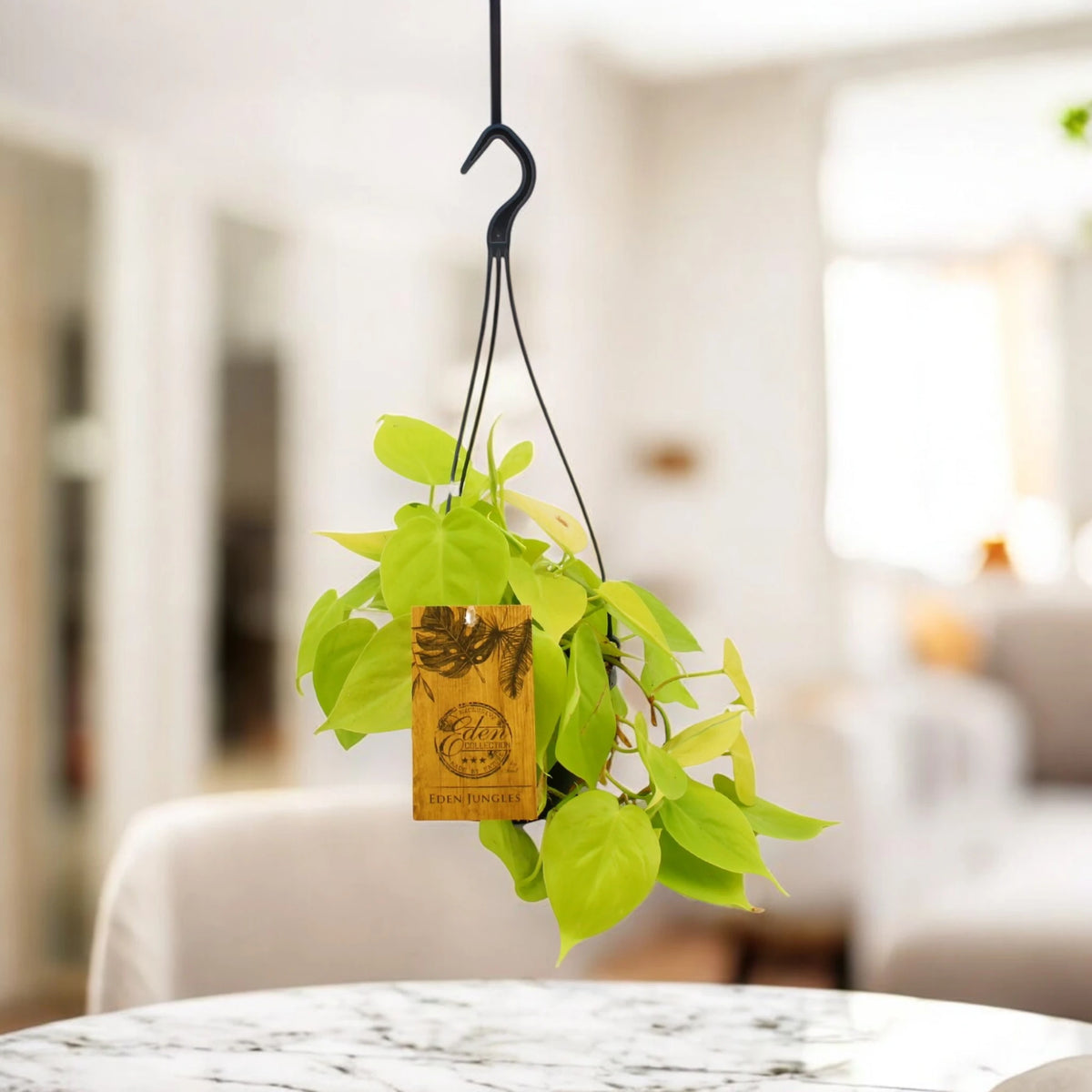 Philodendron micans 'Lime' in casa