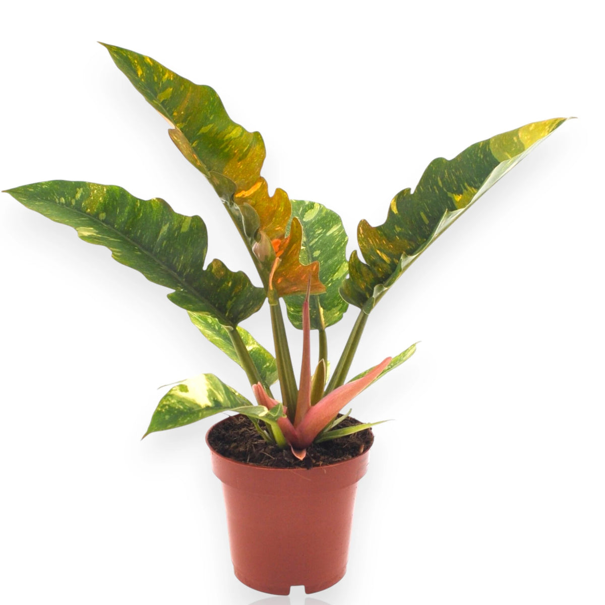 Philodendron Ring of Fire