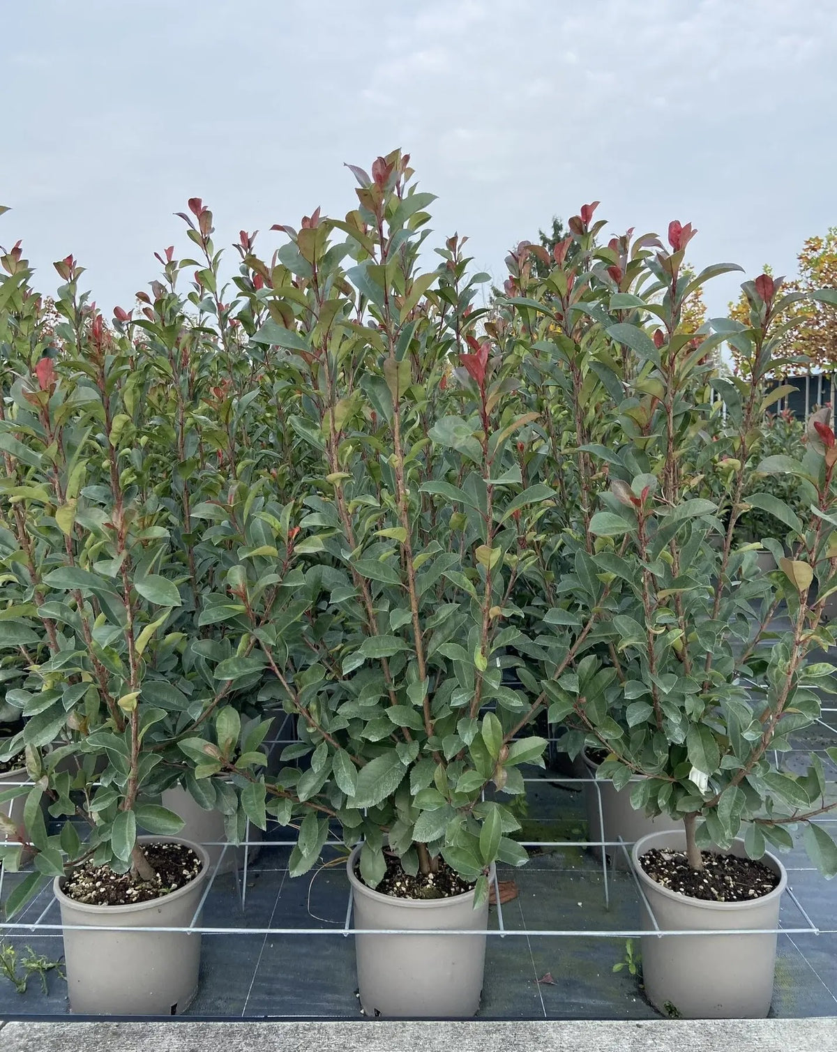 Photinia fraseri 'Red Robin' in vivaio