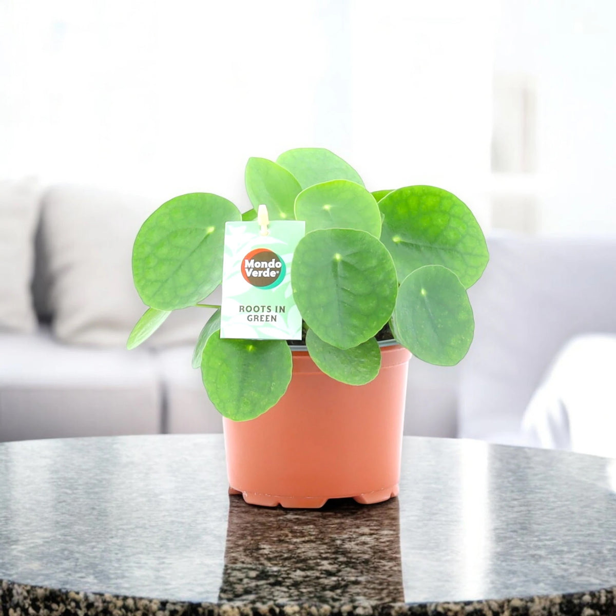 Pilea peperomioides in sala