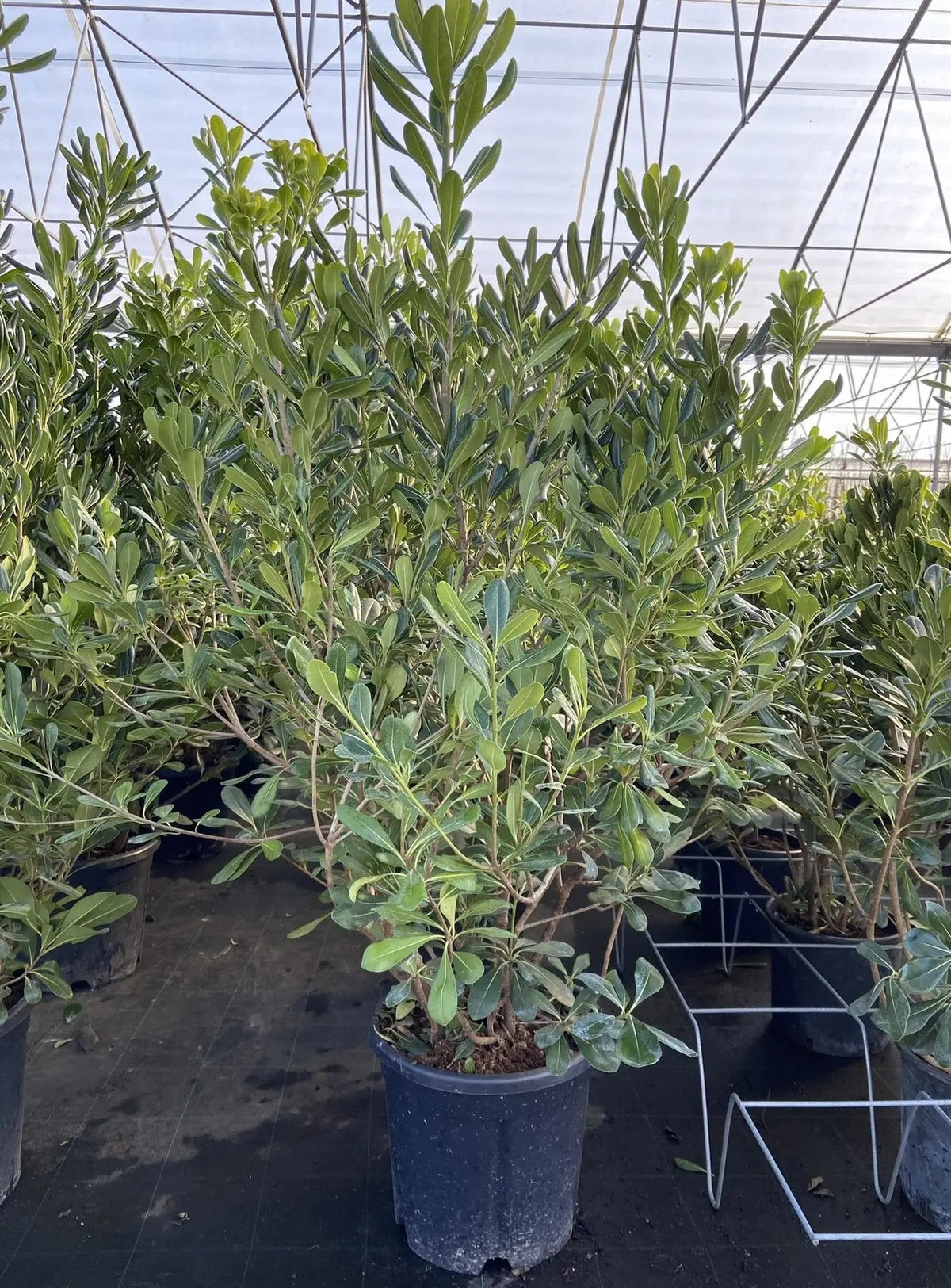 Pittosporo - Pittosporum tobira