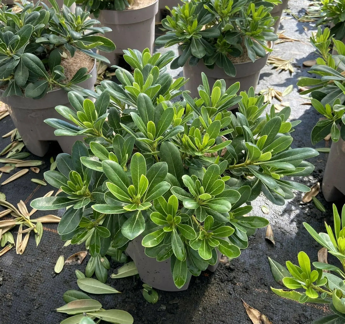 Pianta di Pittosporum tobira Nanum