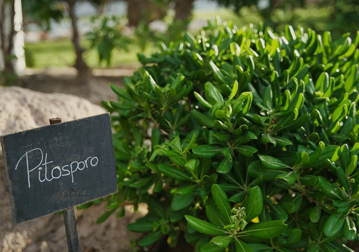 Fogliame verde di Pittosporum tobira Nanum