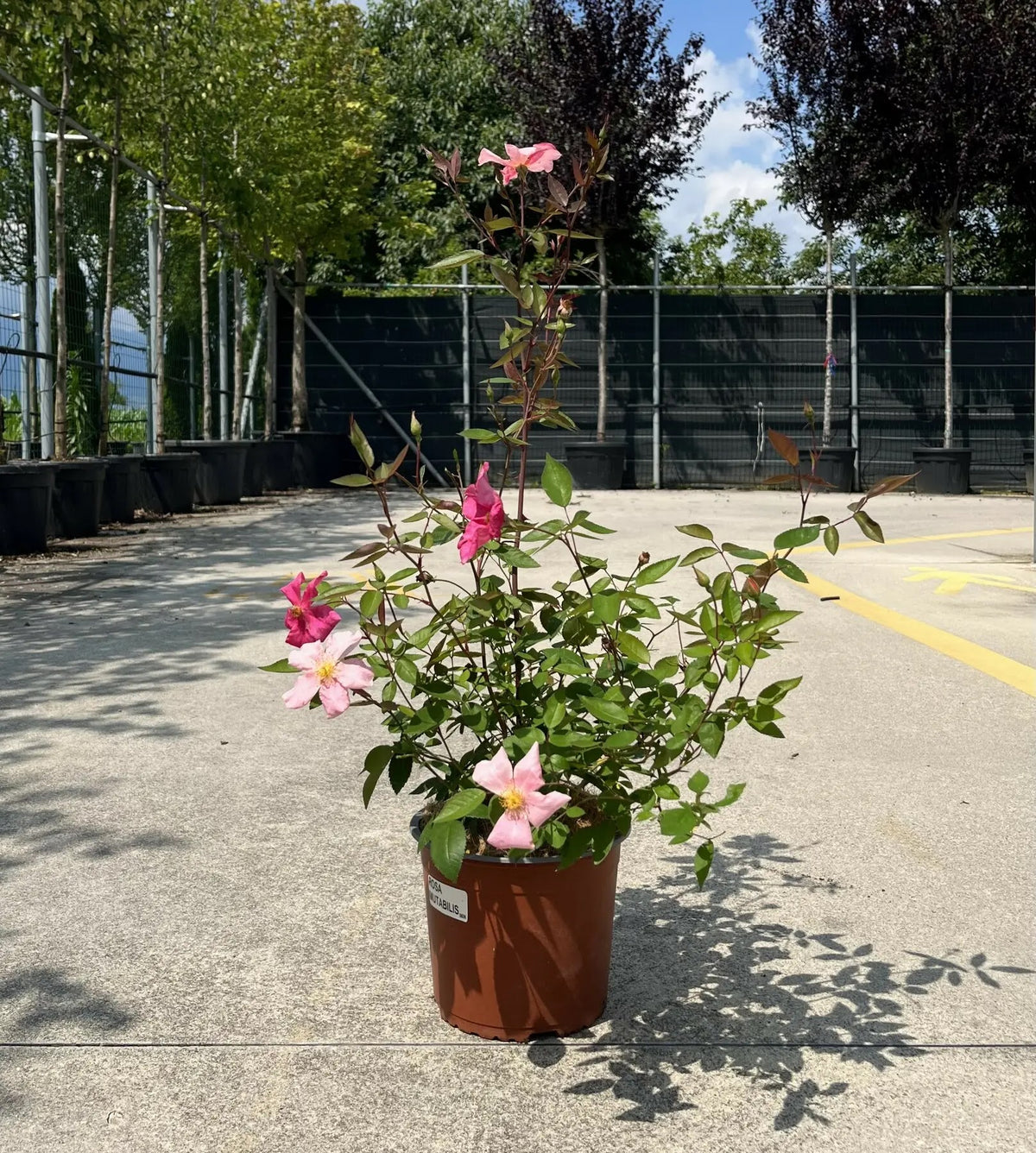 Rosa 'Chinensis Mutabilis' in vaso