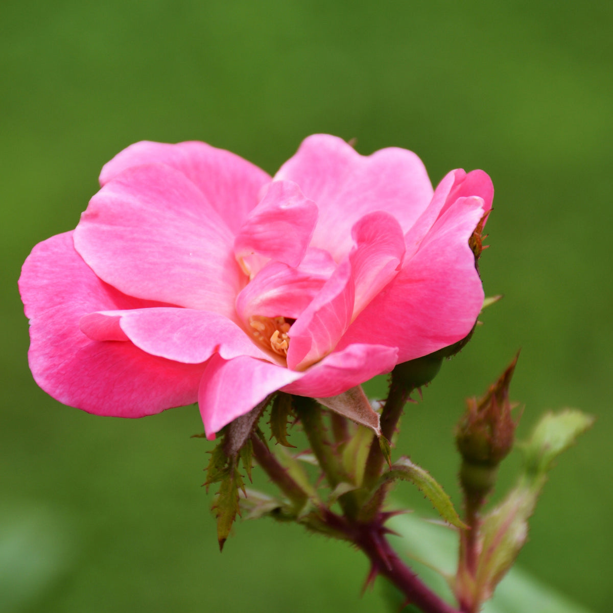 Dettaglio di fiore rosa