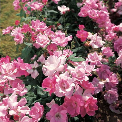 Rosa Double Pink Knock Out con fiori rosa
