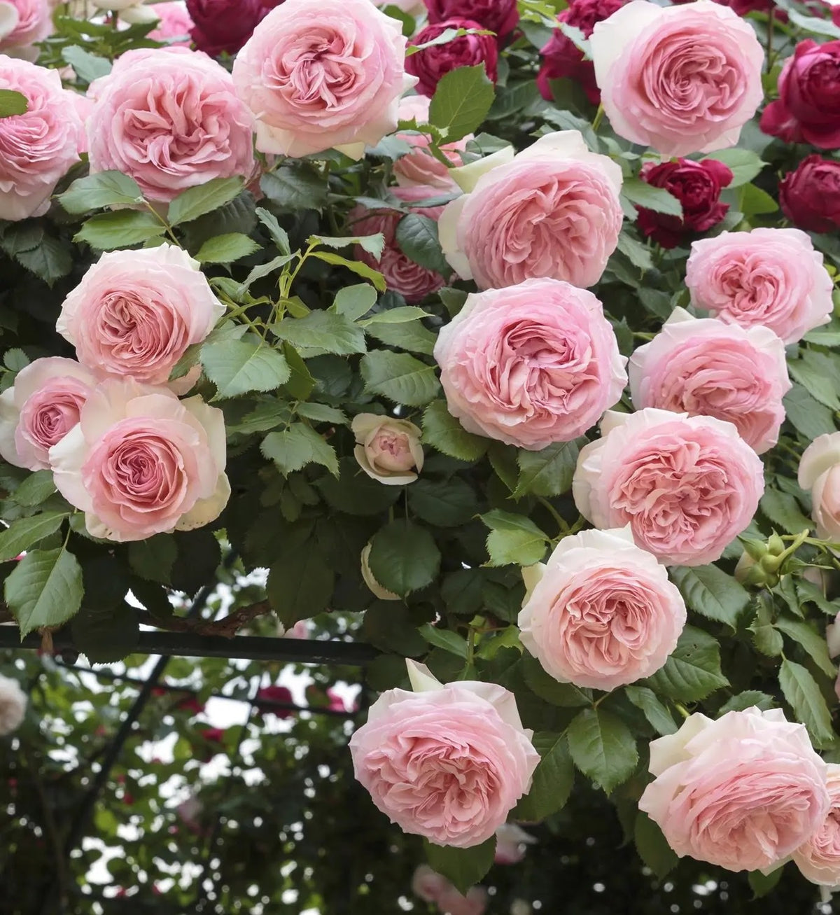 Primo piano di rosa Giardina con grande fiore rosa aperto e petali eleganti