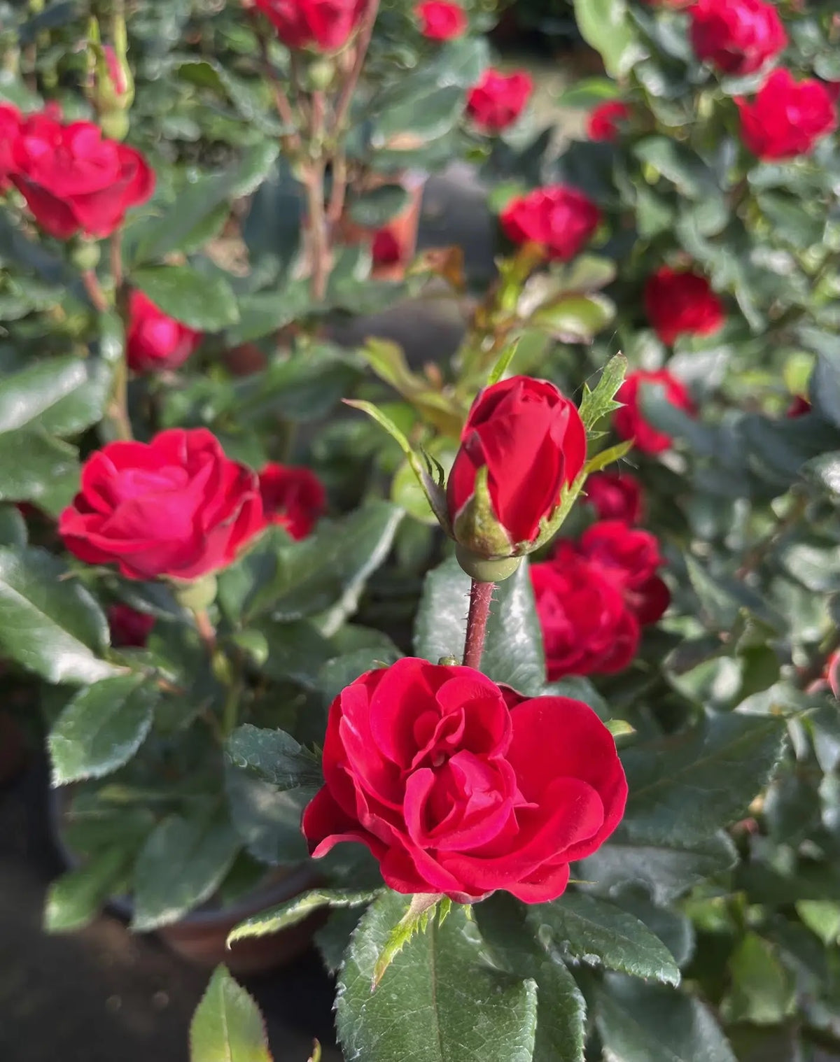 Rosa Zepeti paesaggistica con fiori rossi in giardino, portamento cespuglioso compatto