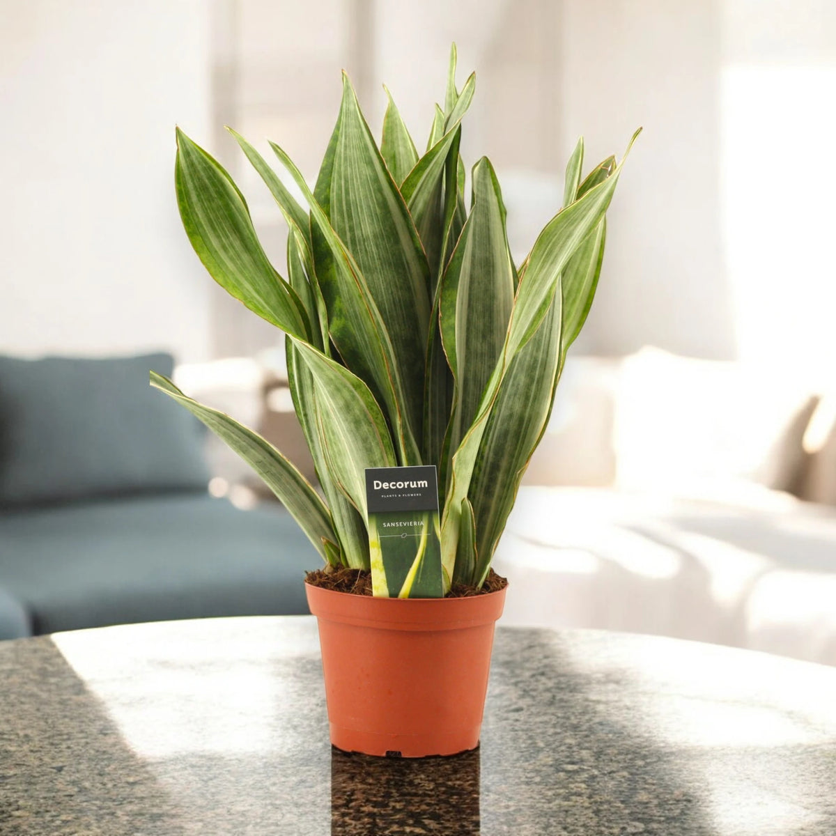 Sansevieria Marlowe in ambiente luminoso