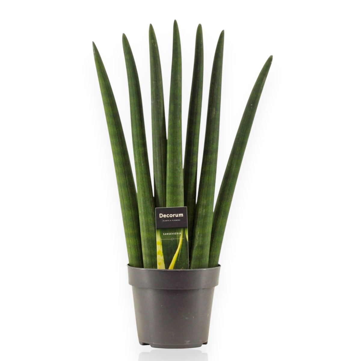 Sansevieria cylindrica Fan con foglie cilindriche disposte a ventaglio in vaso