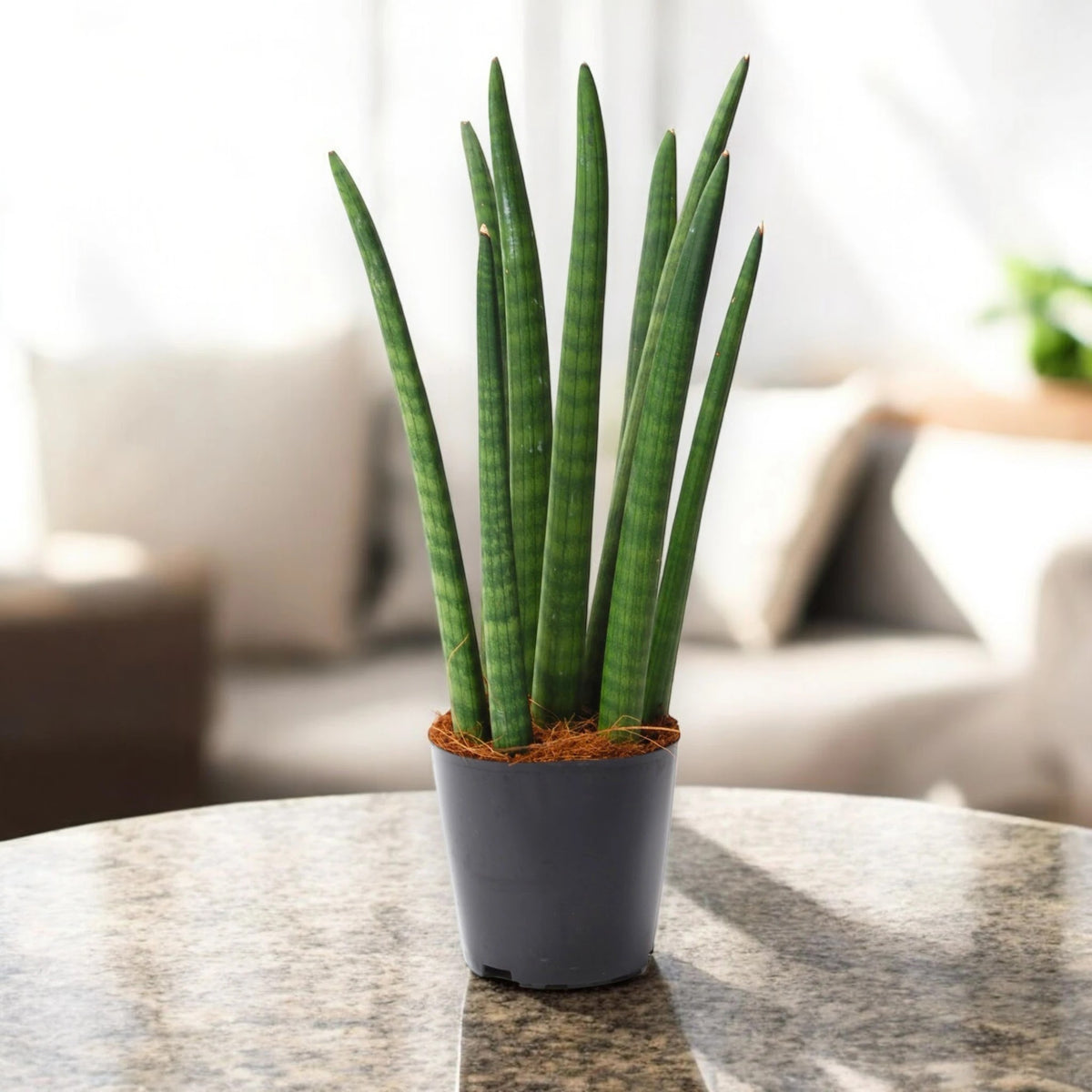 Sansevieria cylindrica 'Spaghetti'