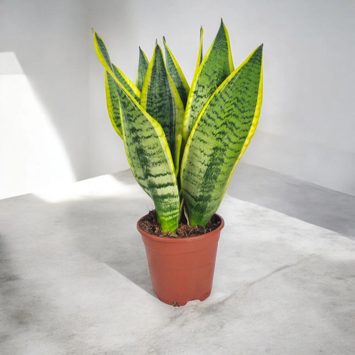 Sansevieria Futura Superba con caratteristici bordi giallo