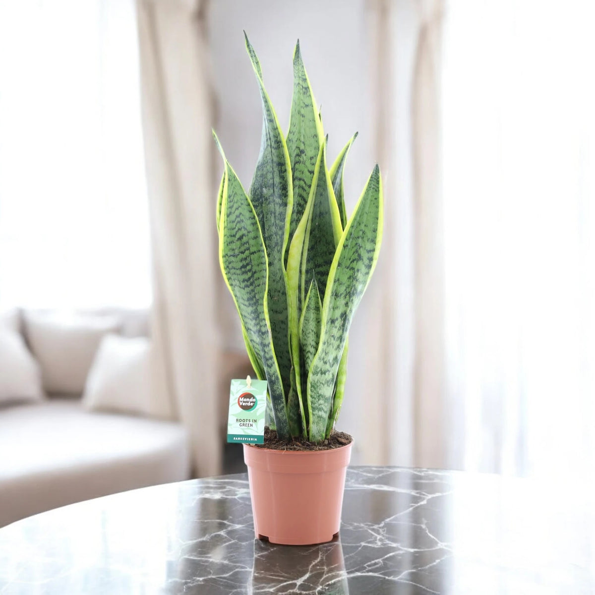 Sansevieria trifasciata 'Laurentii'