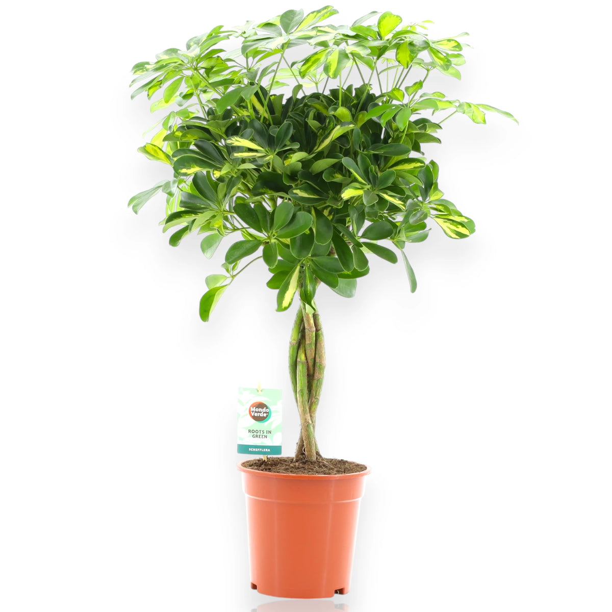 Schefflera Gold Capella ad alberello