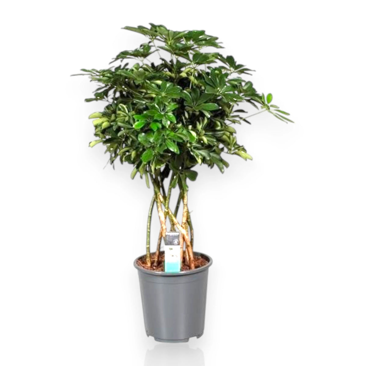 Schefflera arboricola Compacta