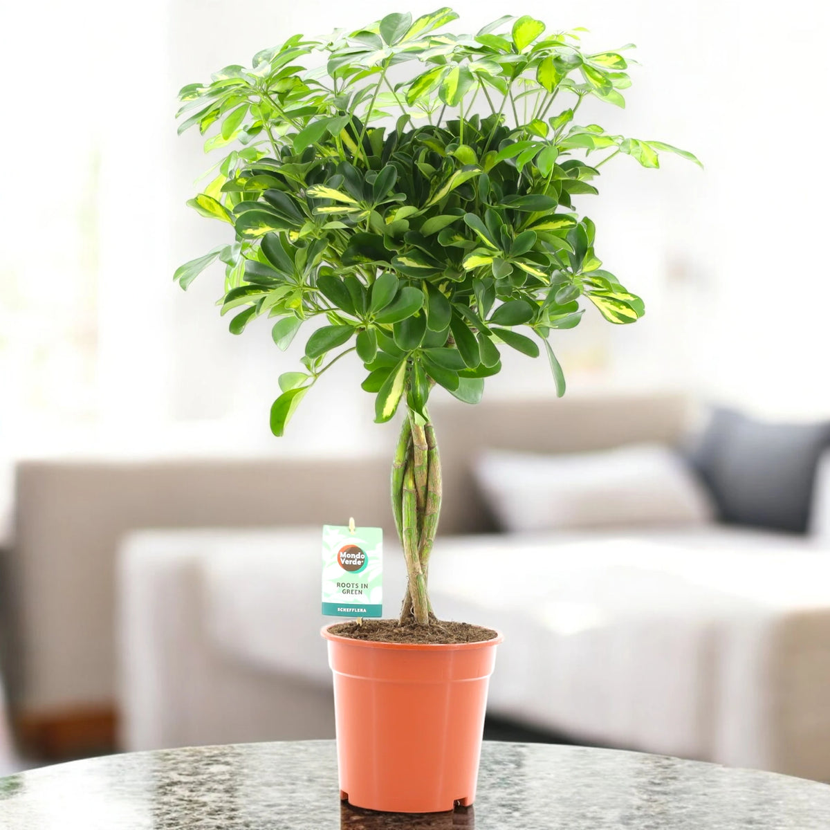Schefflera arboricola 'Gold capella' in sala