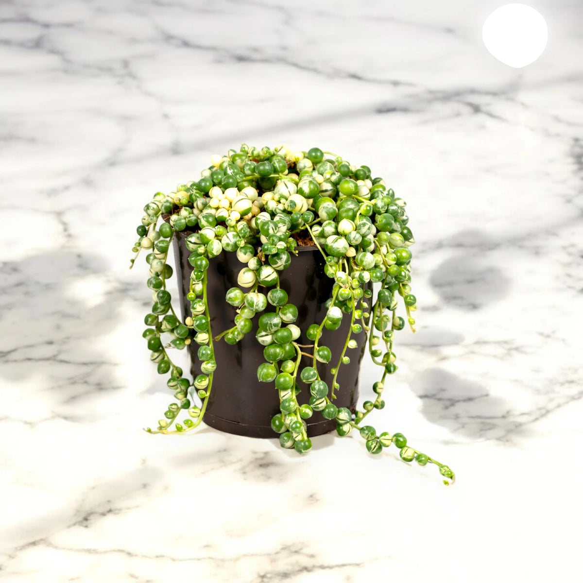 Rami pendenti di Senecio Variegatus
