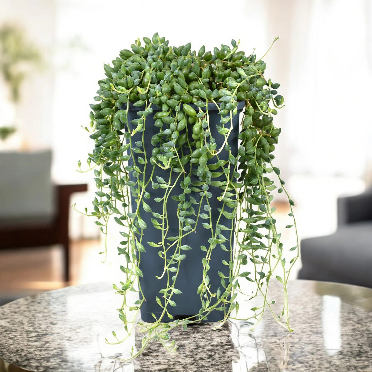 Senecio herreianus