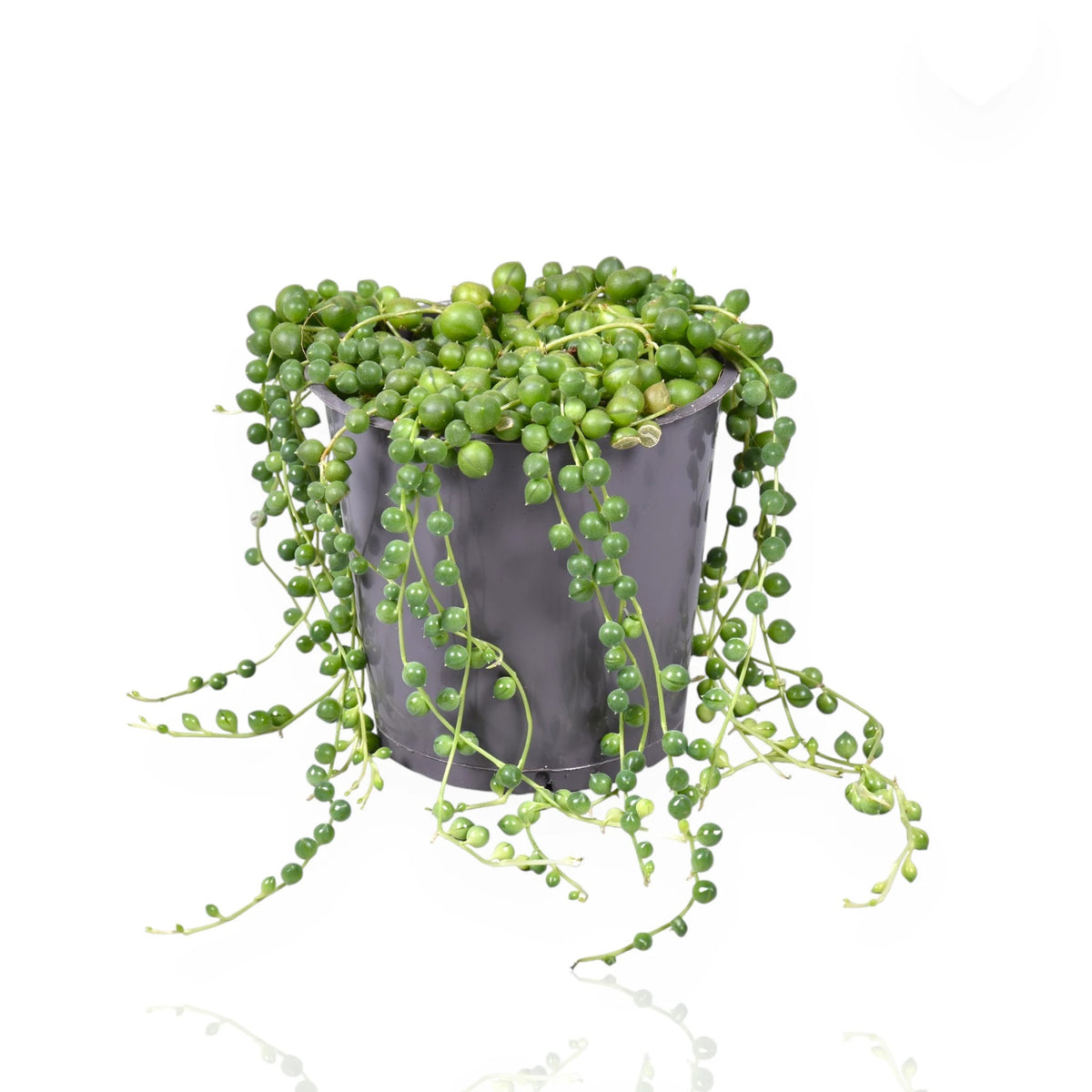 Senecio rowleyanus sfondo bianco