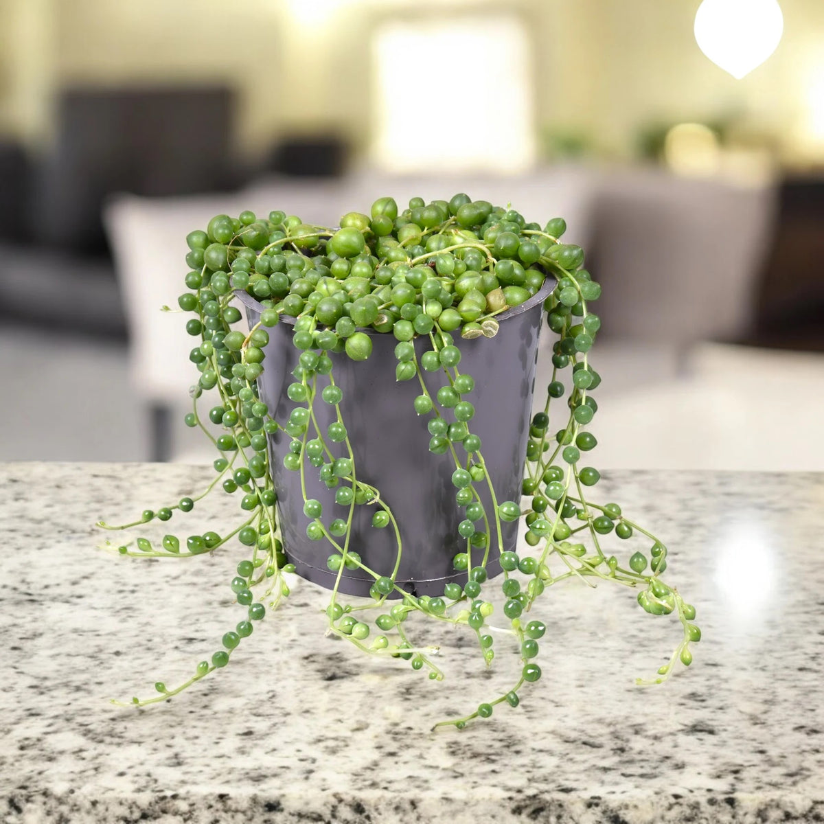 Senecio rowleyanus in sala