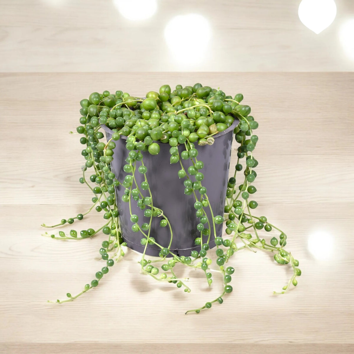 Senecio rowleyanus luce naturale