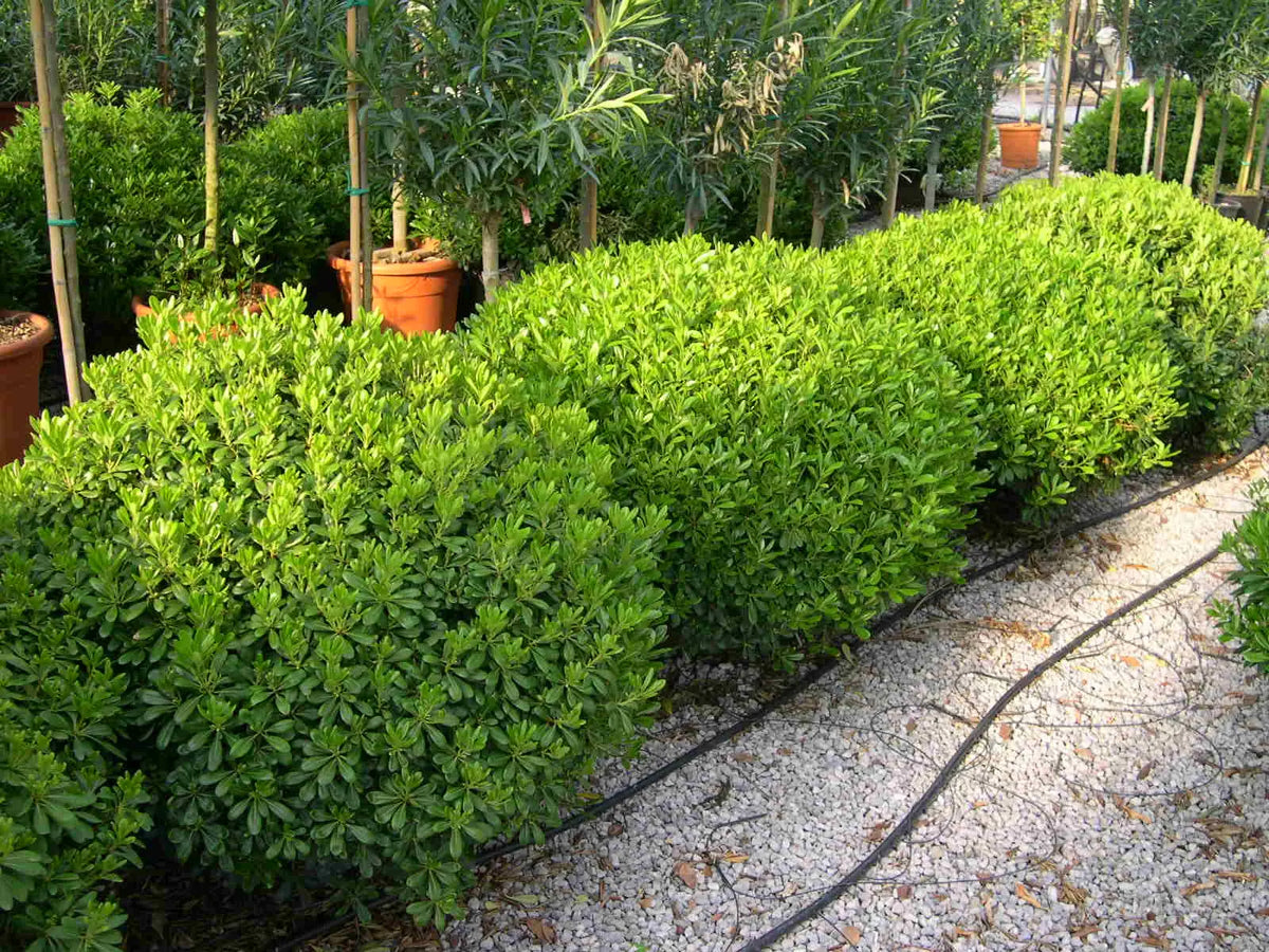 Siepe compatta di Pittosporum tobira Nanum