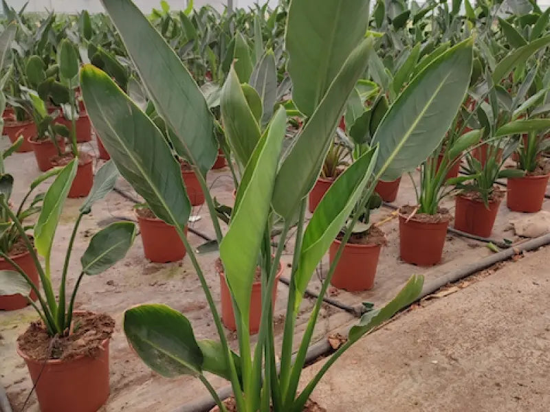 Strelitzia reginae - piante in vivaio