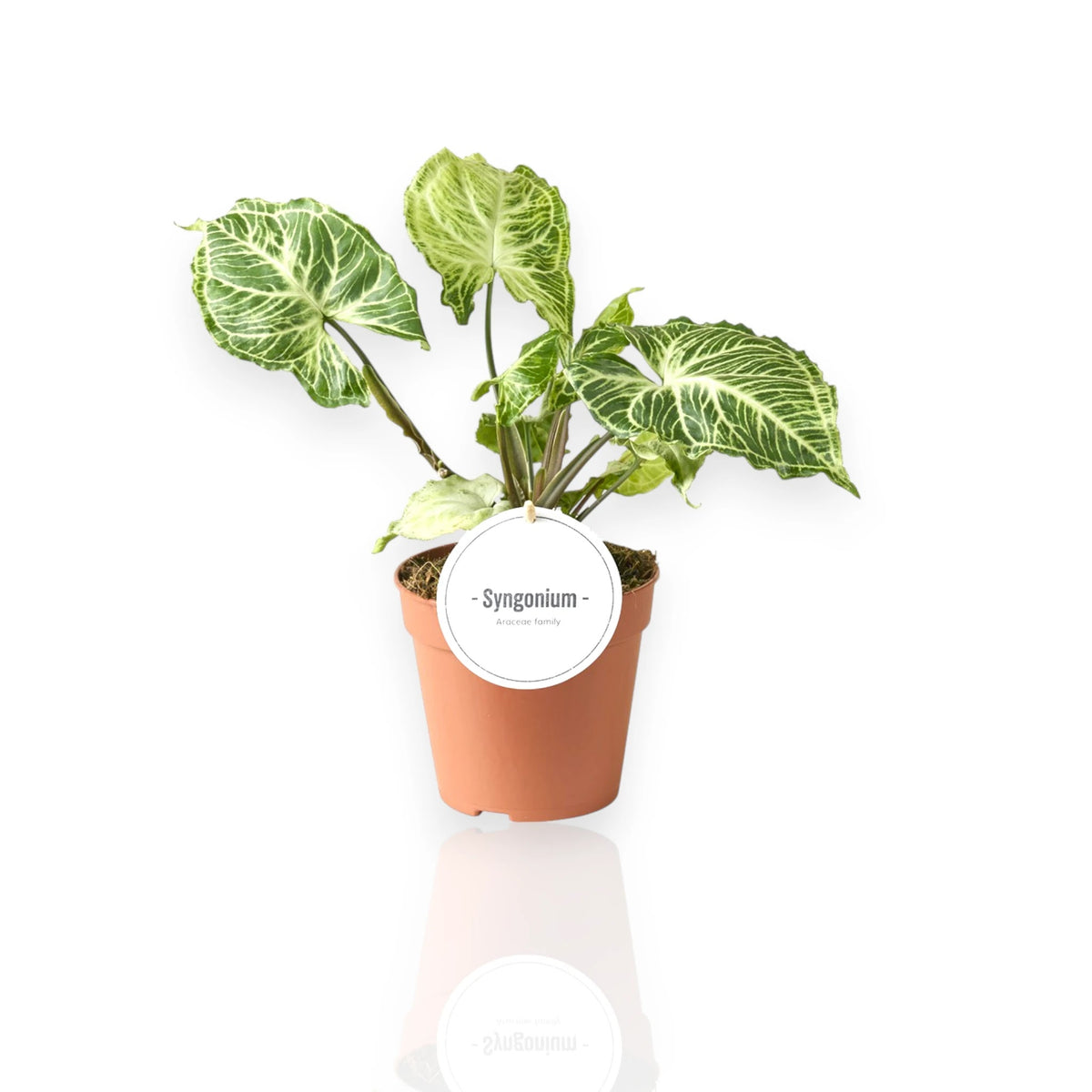 Syngonium Batik con foglie verdi variegate di crema in vaso