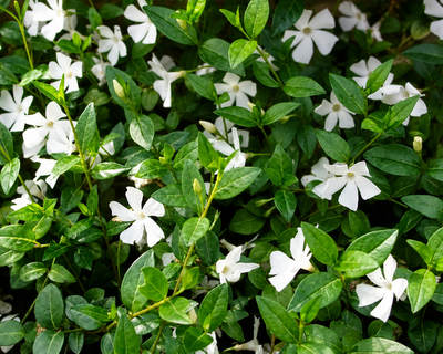 Vinca minor 'Alba'