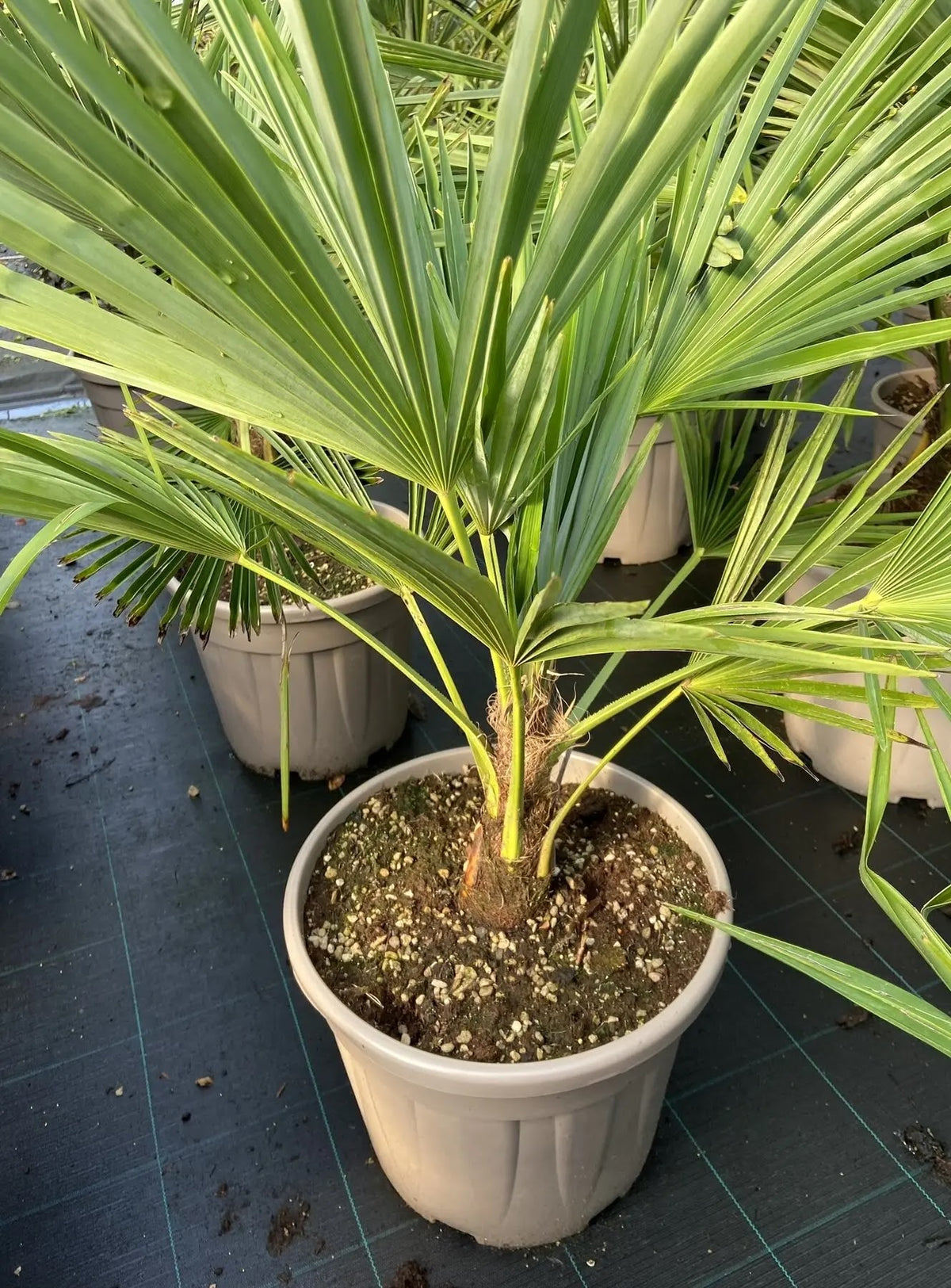 Pianta di Trachycarpus fortunei coltivata in un grande vaso da esterno.