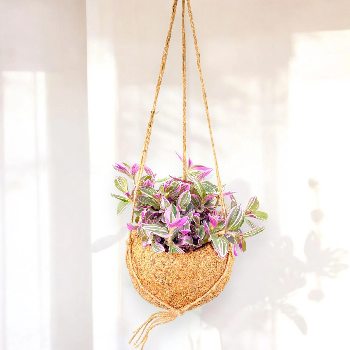 Kokedama con Tradescantia Sweetness