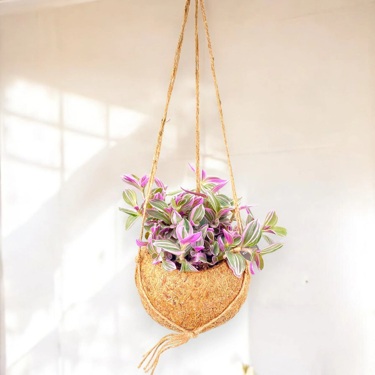 Tradescantia Sweetness kokedama appesa